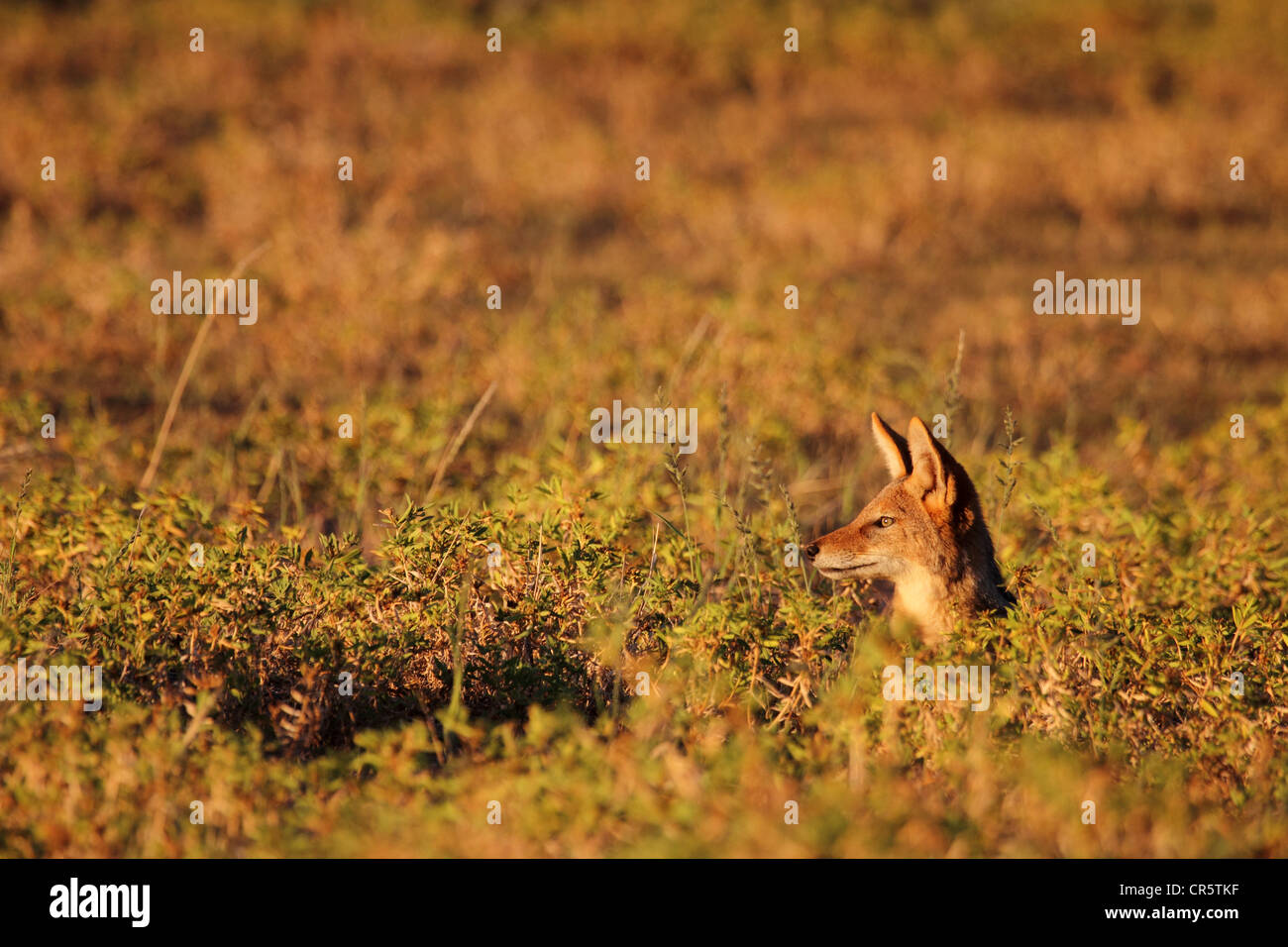Le chacal à dos noir adulte seul dans l'herbe haute Banque D'Images