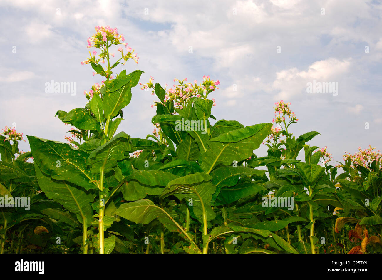 La floraison du tabac (Nicotiana tabacum) Plantes, Canton de Zurich, Suisse, Europe Banque D'Images