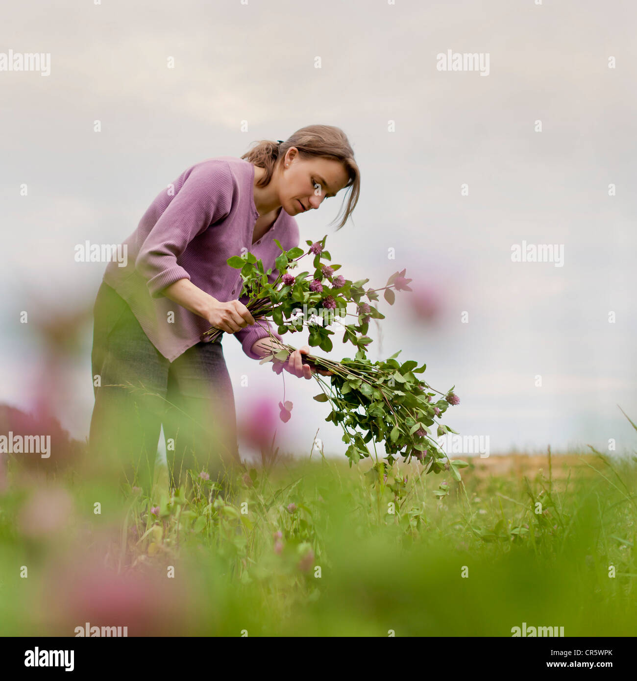 Jeune femme (35 ans) Rassemblement sur un trèfle en fleurs wild flower meadow Banque D'Images