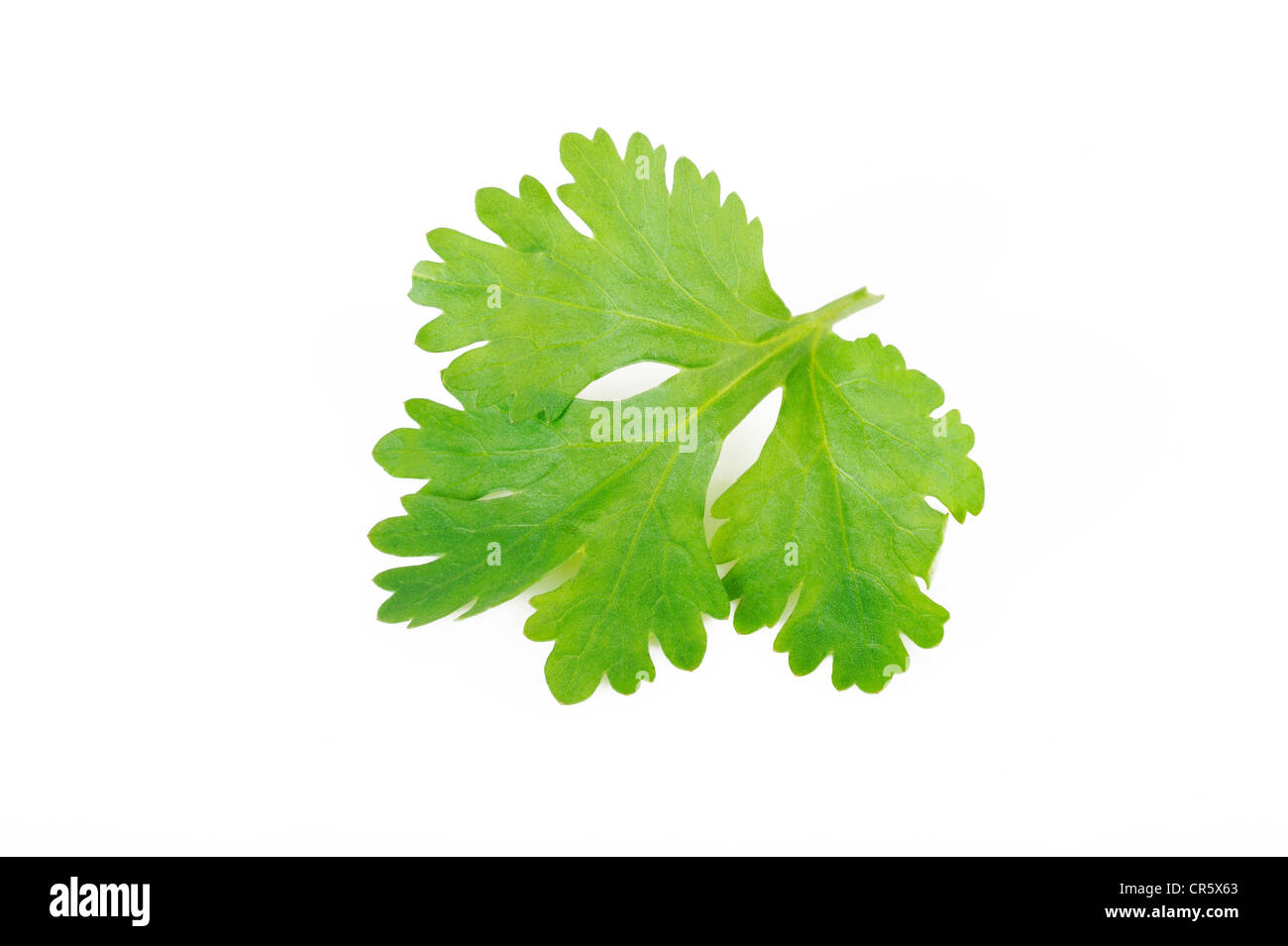 Les feuilles de coriandre fraîche Banque D'Images