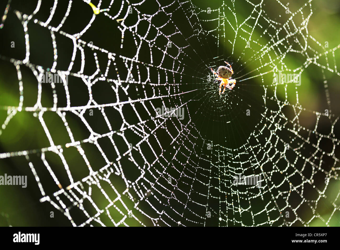 L'araignée sur le web. Banque D'Images