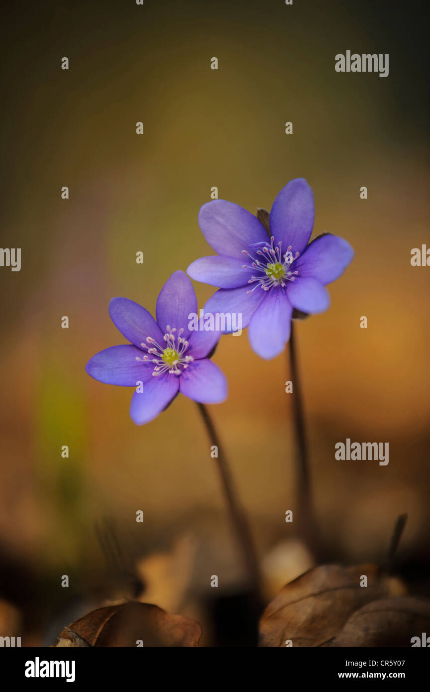 L'hépatique (anemone hepatica), Allemagne Banque D'Images