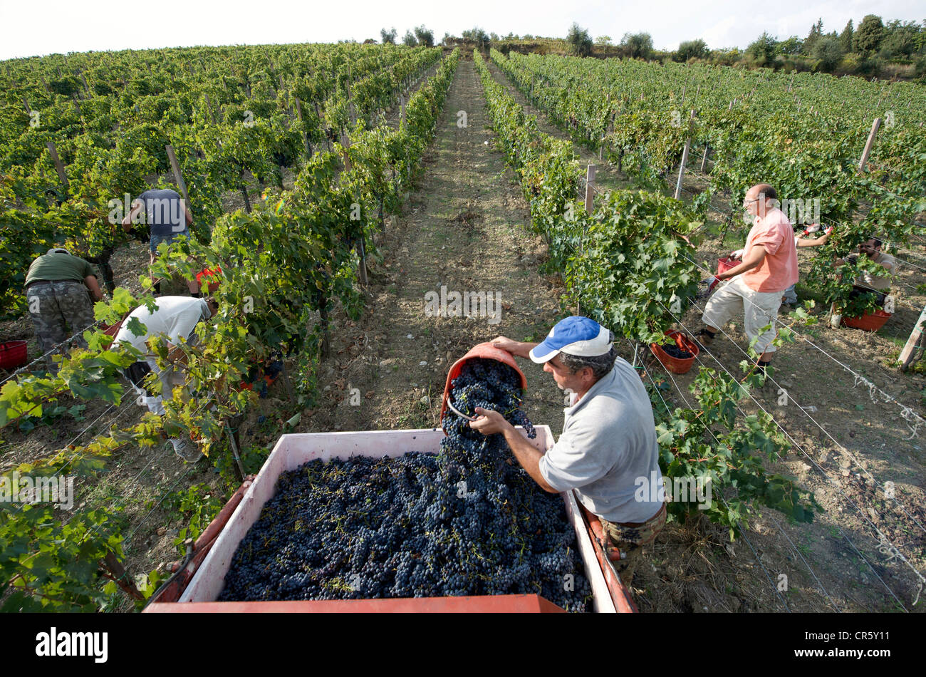 Italie Toscane Chianti région productrice de vin Castellina in Chianti Azienda Agricola San Donatino Maria Christina Diaz's home Leo Banque D'Images