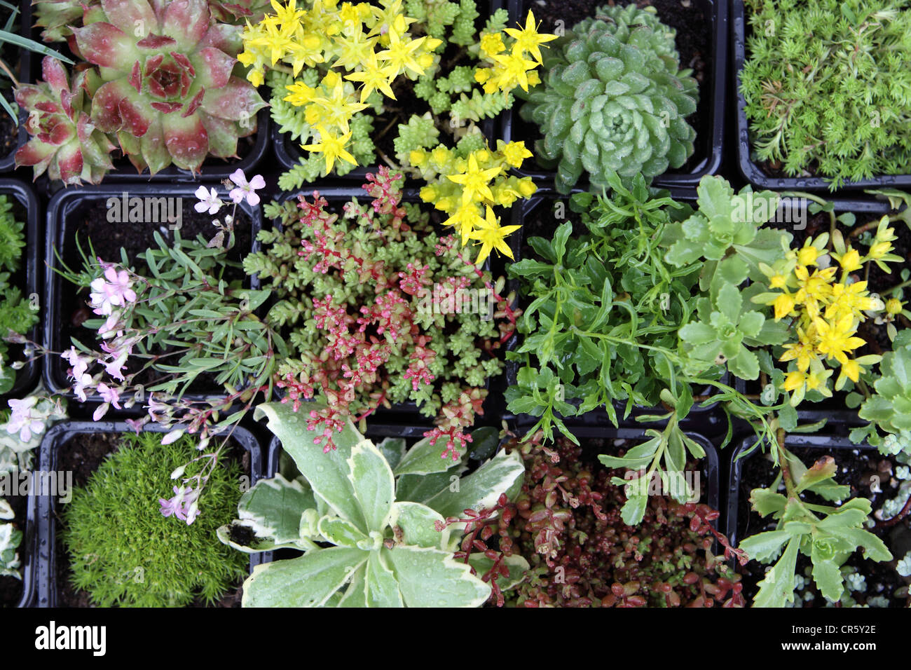 Alpines une variété de petites plantes alpines Banque D'Images Alpines une variété de petites plantes alpines Banque D'Images