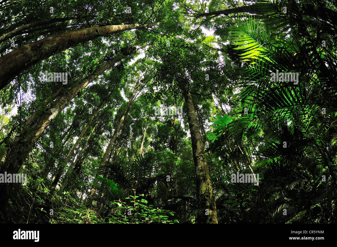 Forêt tropicale, Bali, Indonésie, Asie Banque D'Images