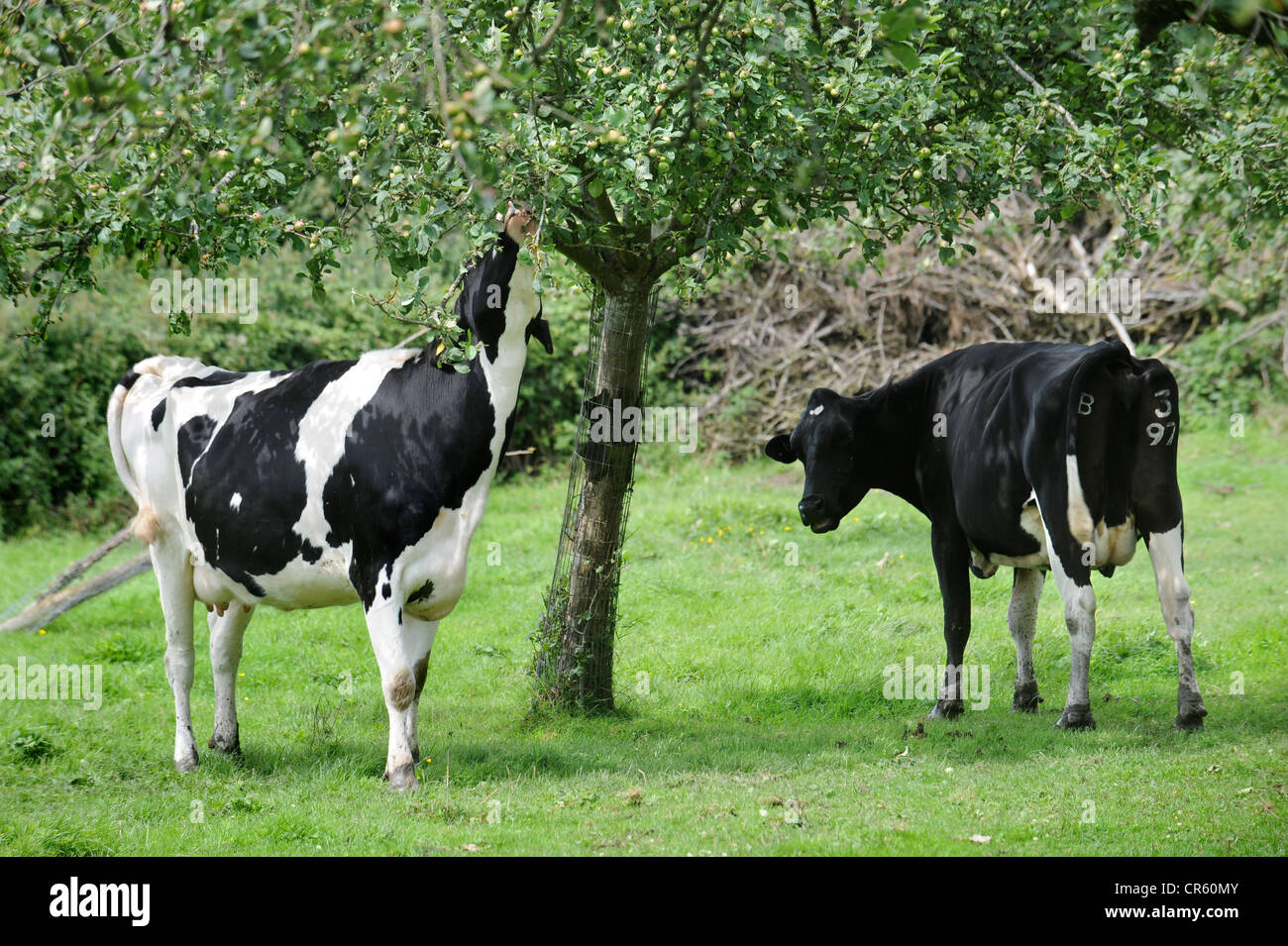 Les vaches frisonnes manger les feuilles d'un pommier dans un verger, Somerset UK Banque D'Images