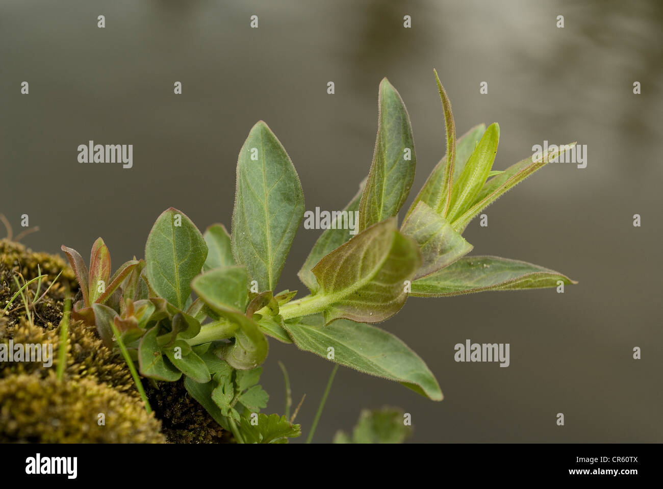La Salicaire (Lythrum salicaria) Banque D'Images