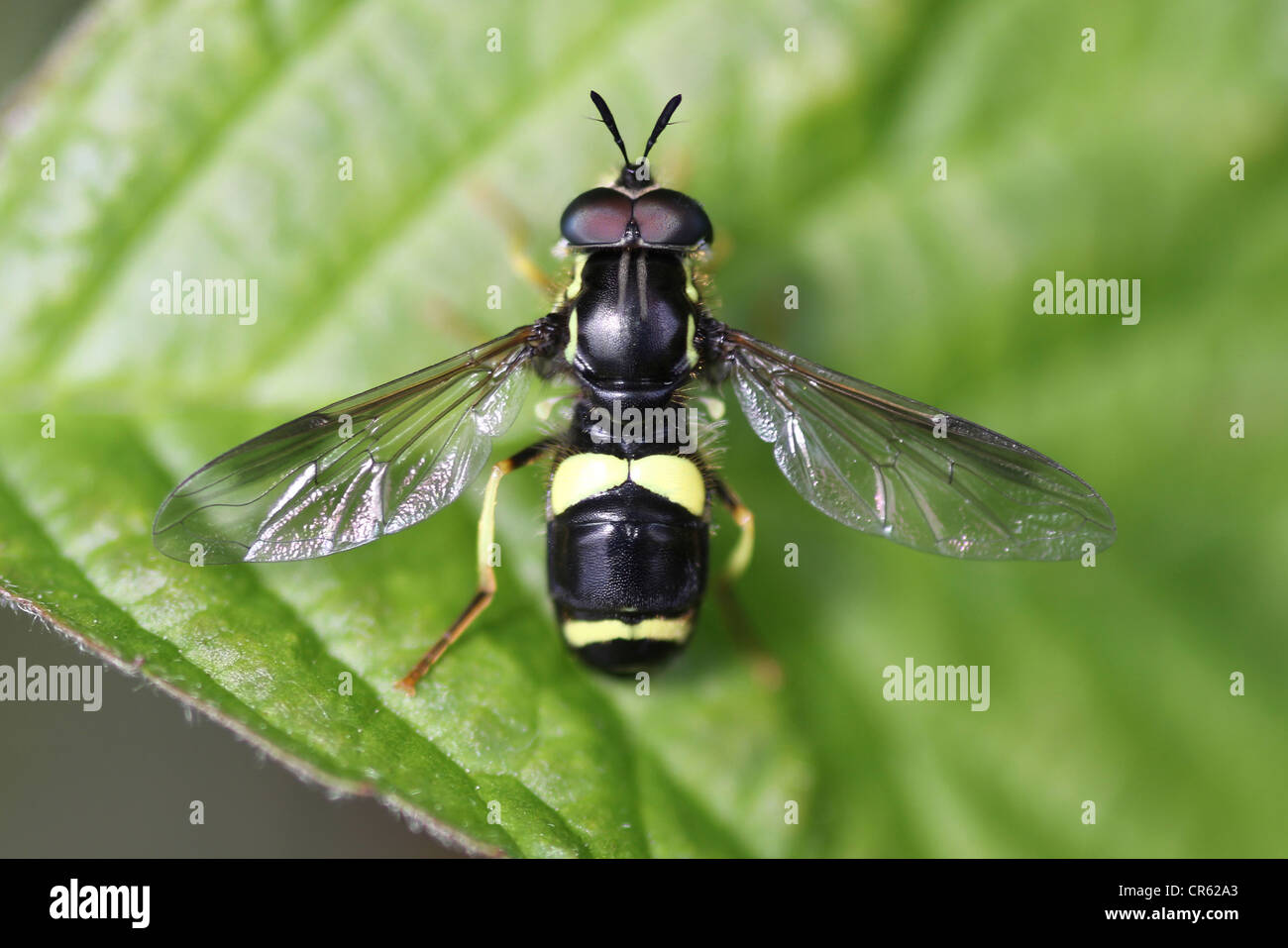 Hoverfly Chrysotoxum bicinctum Banque D'Images