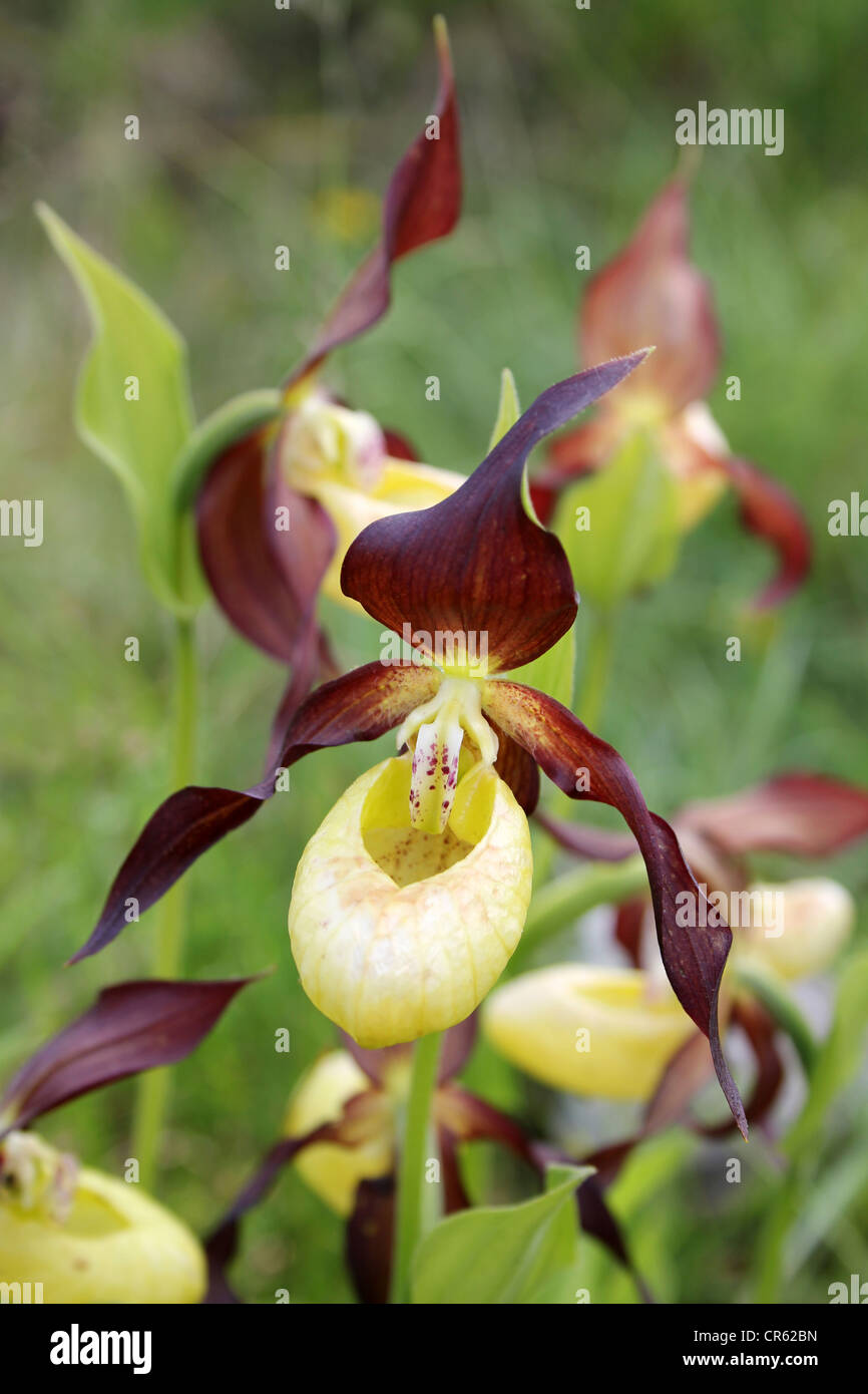 Lady's Slipper Orchid Cypripedium calceolus Banque D'Images