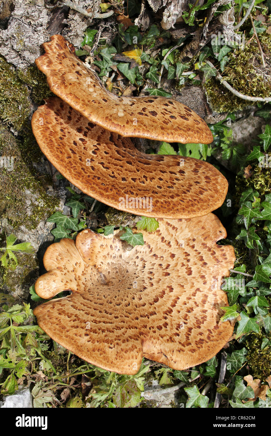 La dryade Polyporus squamosus Champignons selle Banque D'Images