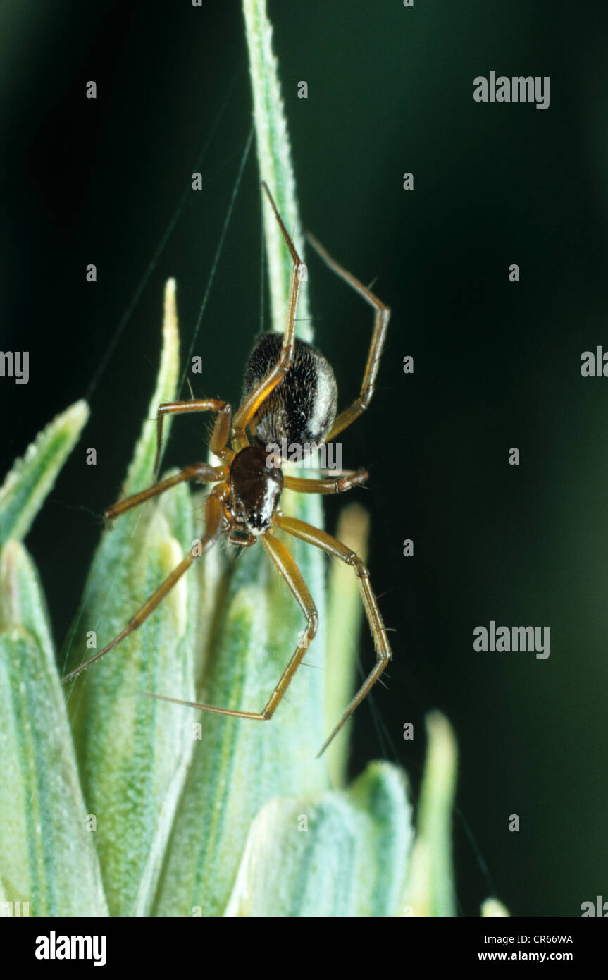 Linyphiid ou argent araignée (Lepthyphantes tenuis) des profils Banque D'Images