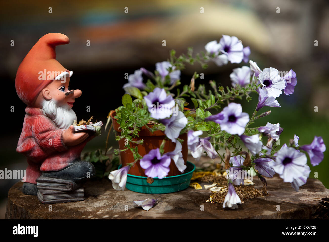 Nain de jardin avec un capuchon et lire un livre à côté d'un pot de fleurs Banque D'Images