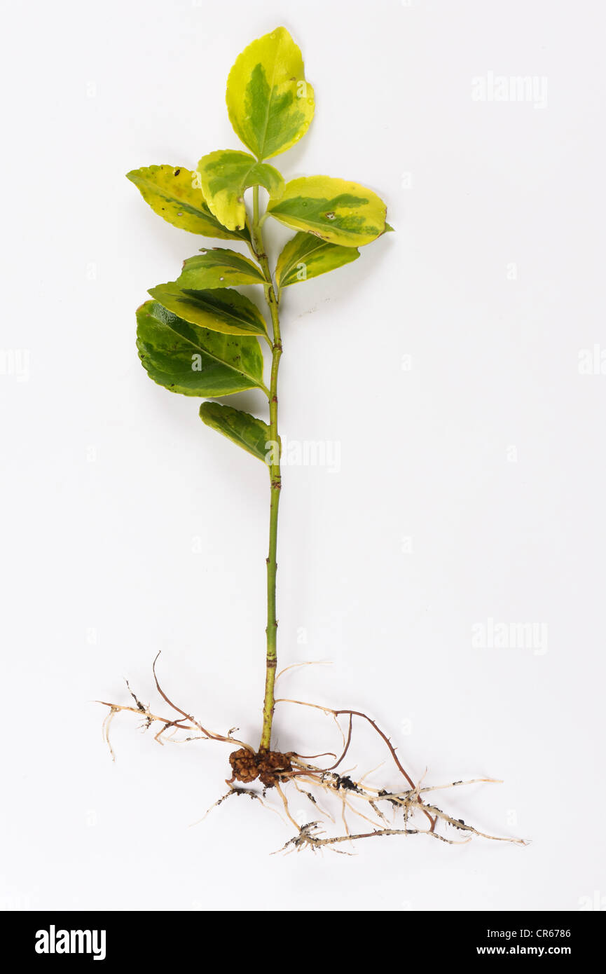 Gall racine ou le chancre bactérien (Rhizobium radiobacter) sur une coupe d'Euonymnus japonica Banque D'Images