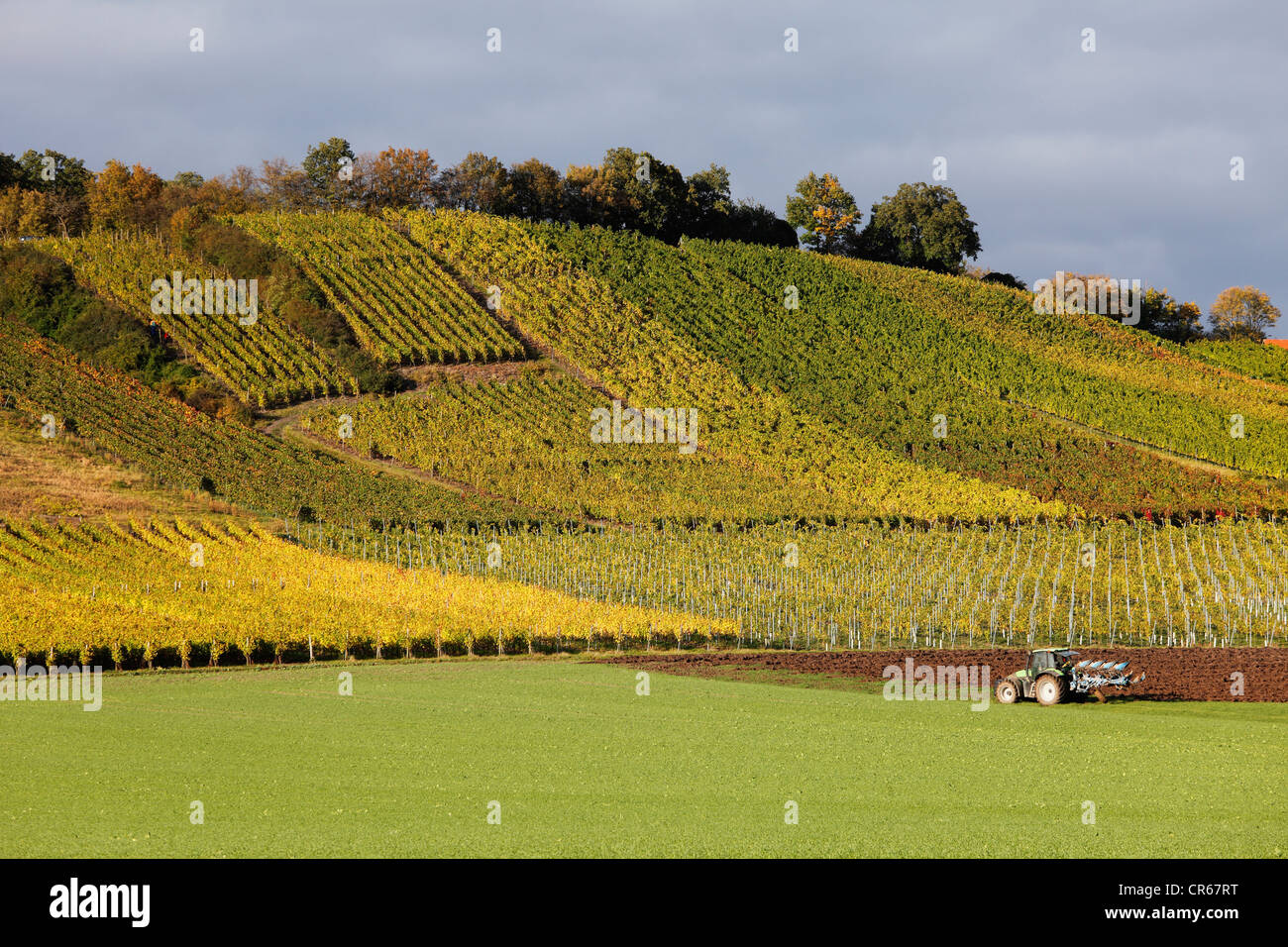 Allemagne, Bavière, Kehmen im Steigerwald, View of vineyard Banque D'Images