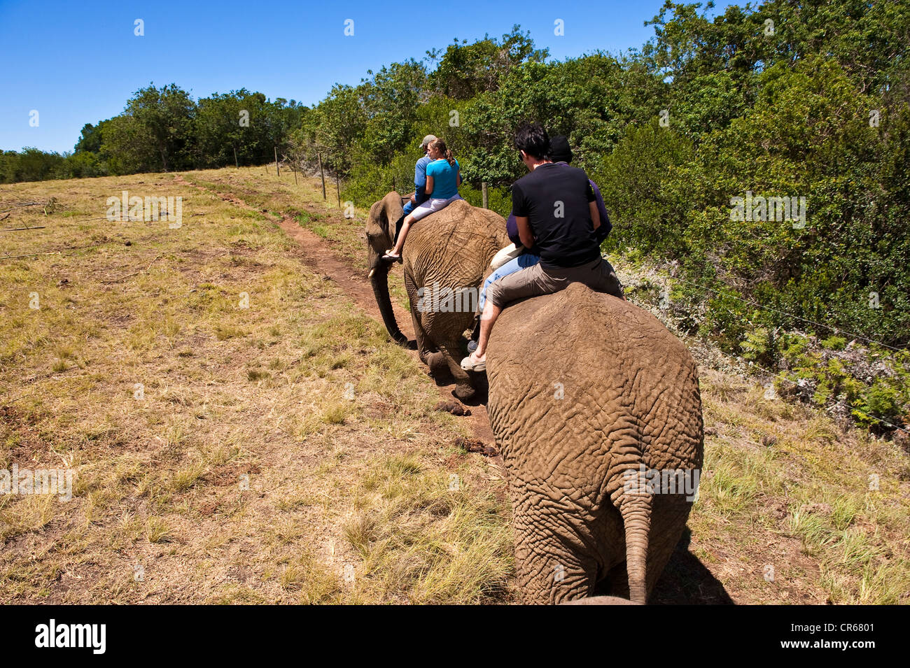 L'Afrique du Sud, Eastern Cape, région de The Crags dans les environs de Plettenberg Bay, le sanctuaire d'éléphants, safari sur Banque D'Images