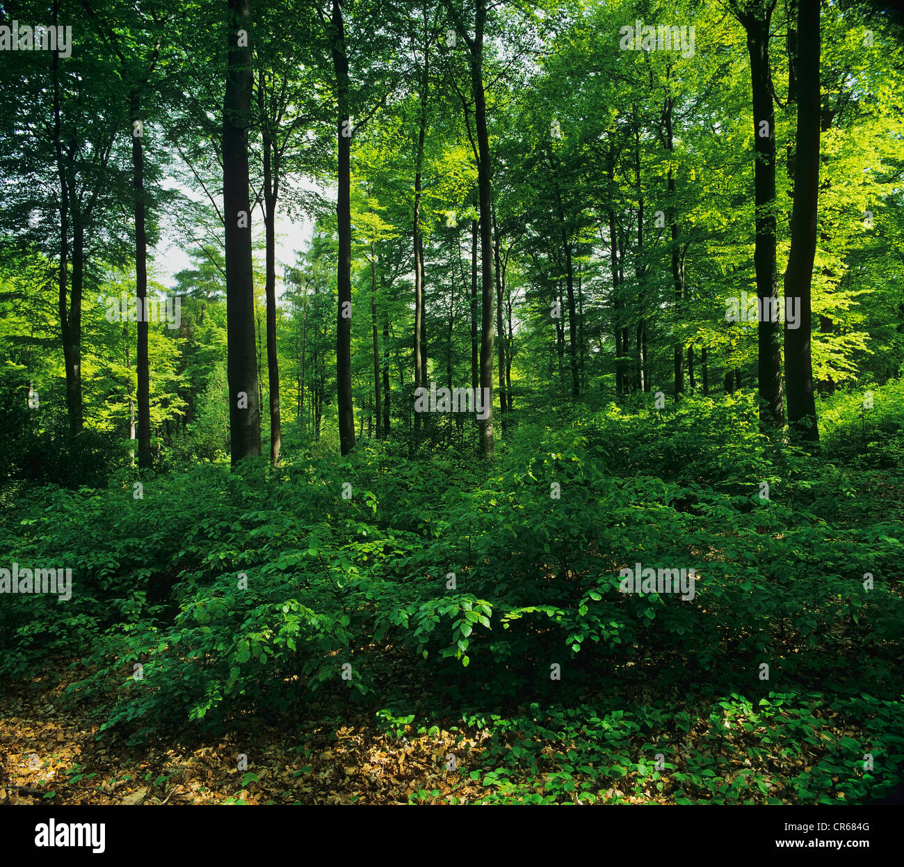 Forêt de hêtres avec sous-bois, Nordrhein-Westfalen, Germany, Europe Banque D'Images