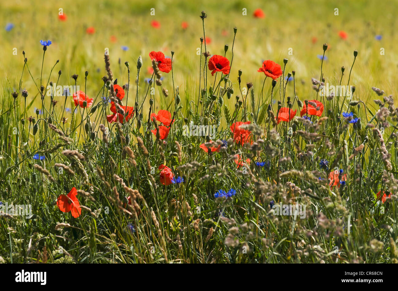 Bord naturel d'un champ avec la floraison des graminées et des fleurs sauvages, du coquelicot (Papaver rhoeas), bleuet (Centaurea cyanus) Banque D'Images