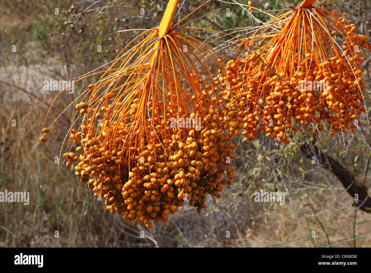 L'Espagne, La Palma, Canary Island Date Palm Banque D'Images