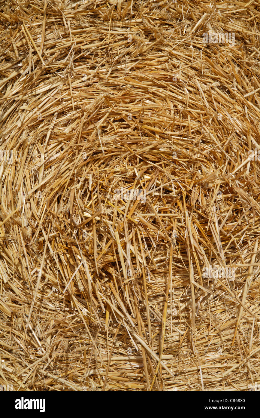 L'Europe, Allemagne, Bavière, botte de paille, Close up Banque D'Images
