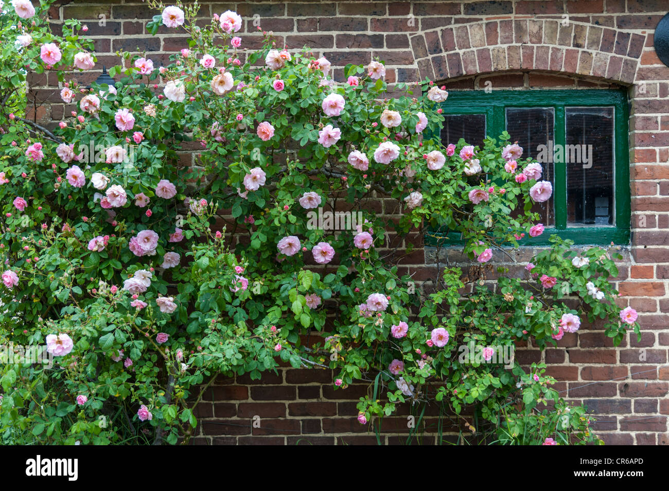 Un rosier grimpant sur un mur avec une fenêtre dans un jardin FRANCE Banque D'Images