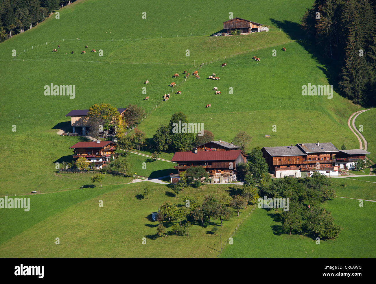 Autriche, Tyrol, Alpach, Hill Farm, les vaches paissant sur la vallée Alpbachtal Banque D'Images