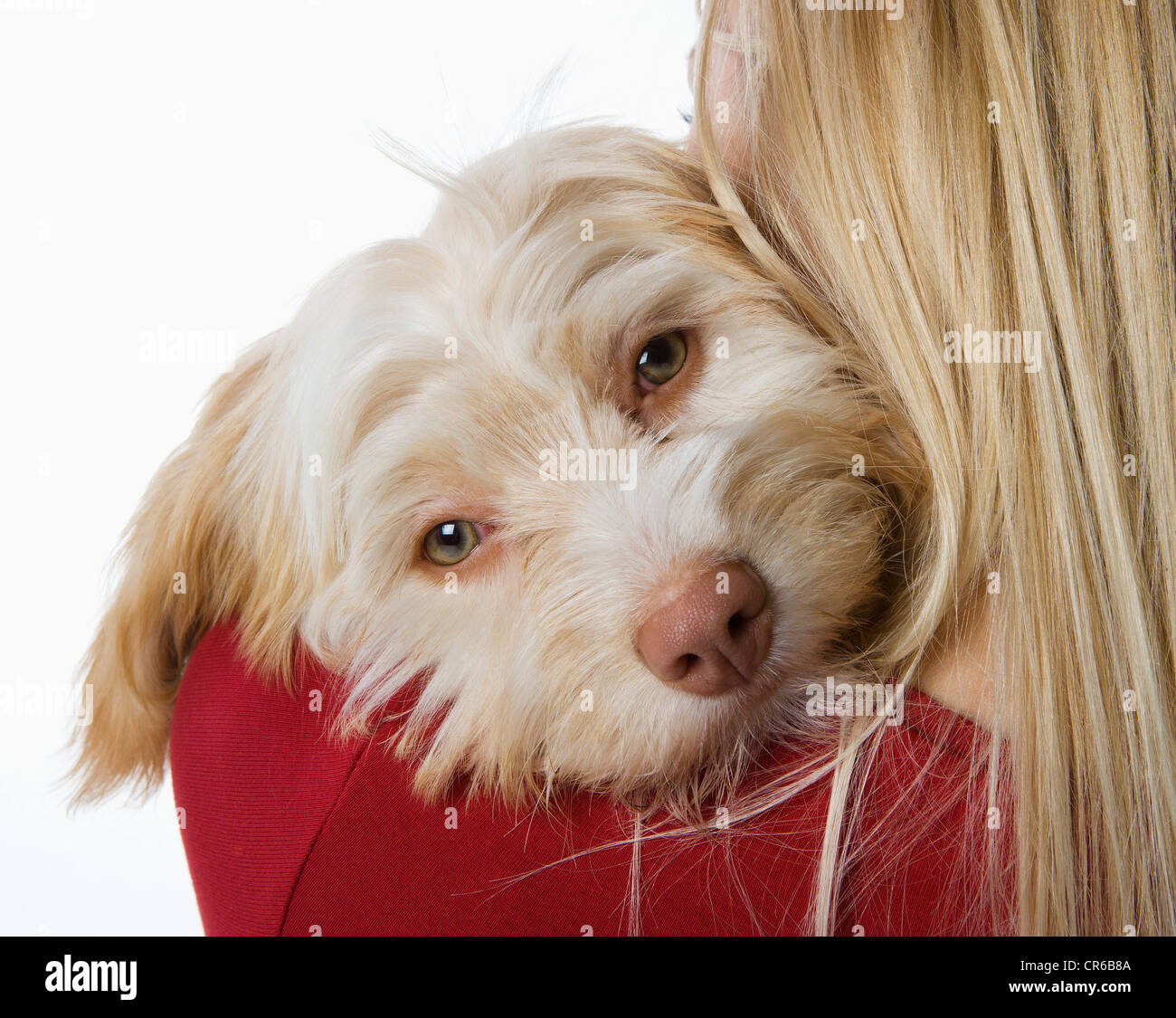 Jeune femme avec chien Banque D'Images