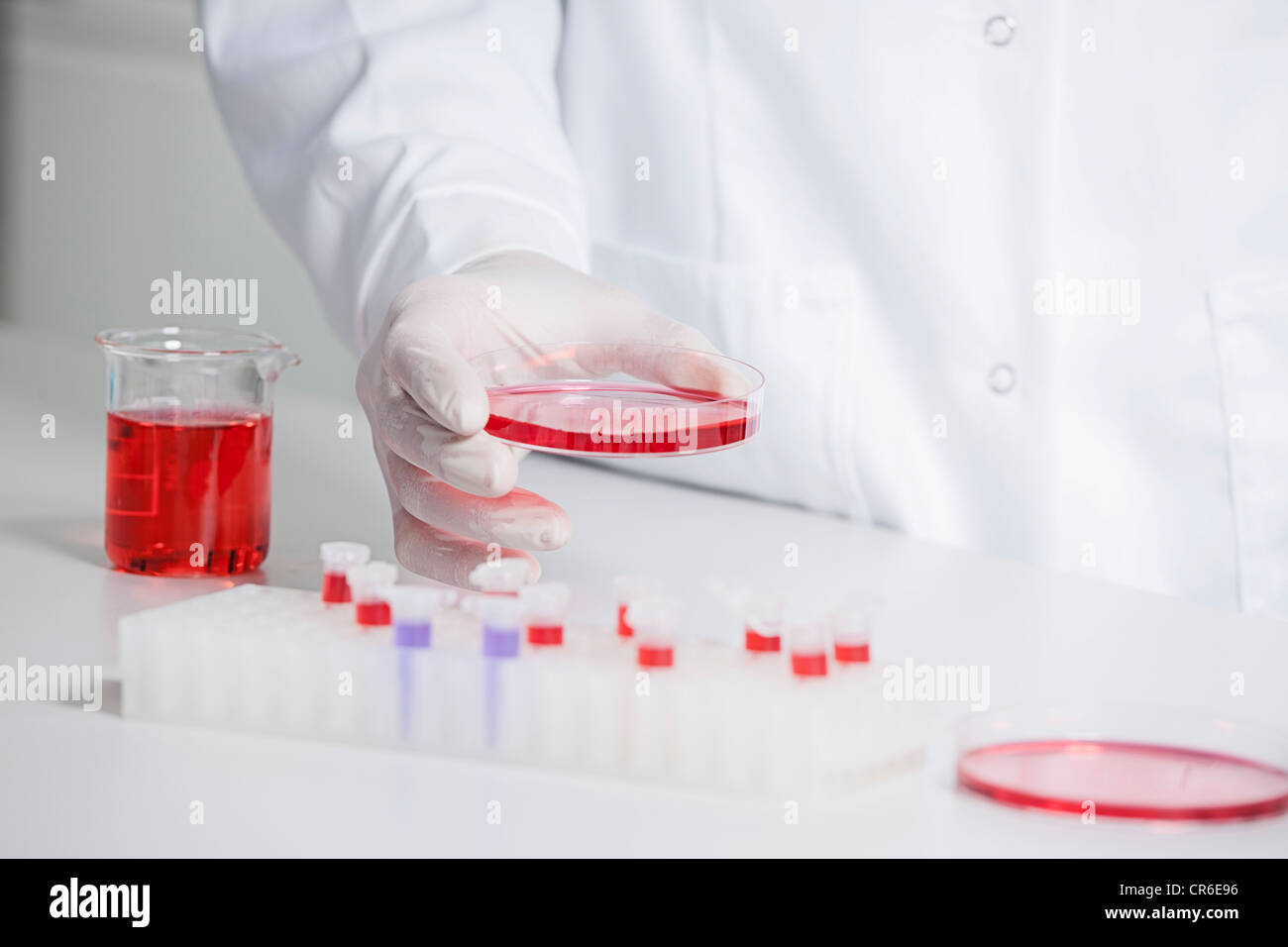 Germany, Bavaria, Munich, Scientist holding liquide rouge en boîte de Pétri pour la recherche médicale, au laboratoire Banque D'Images