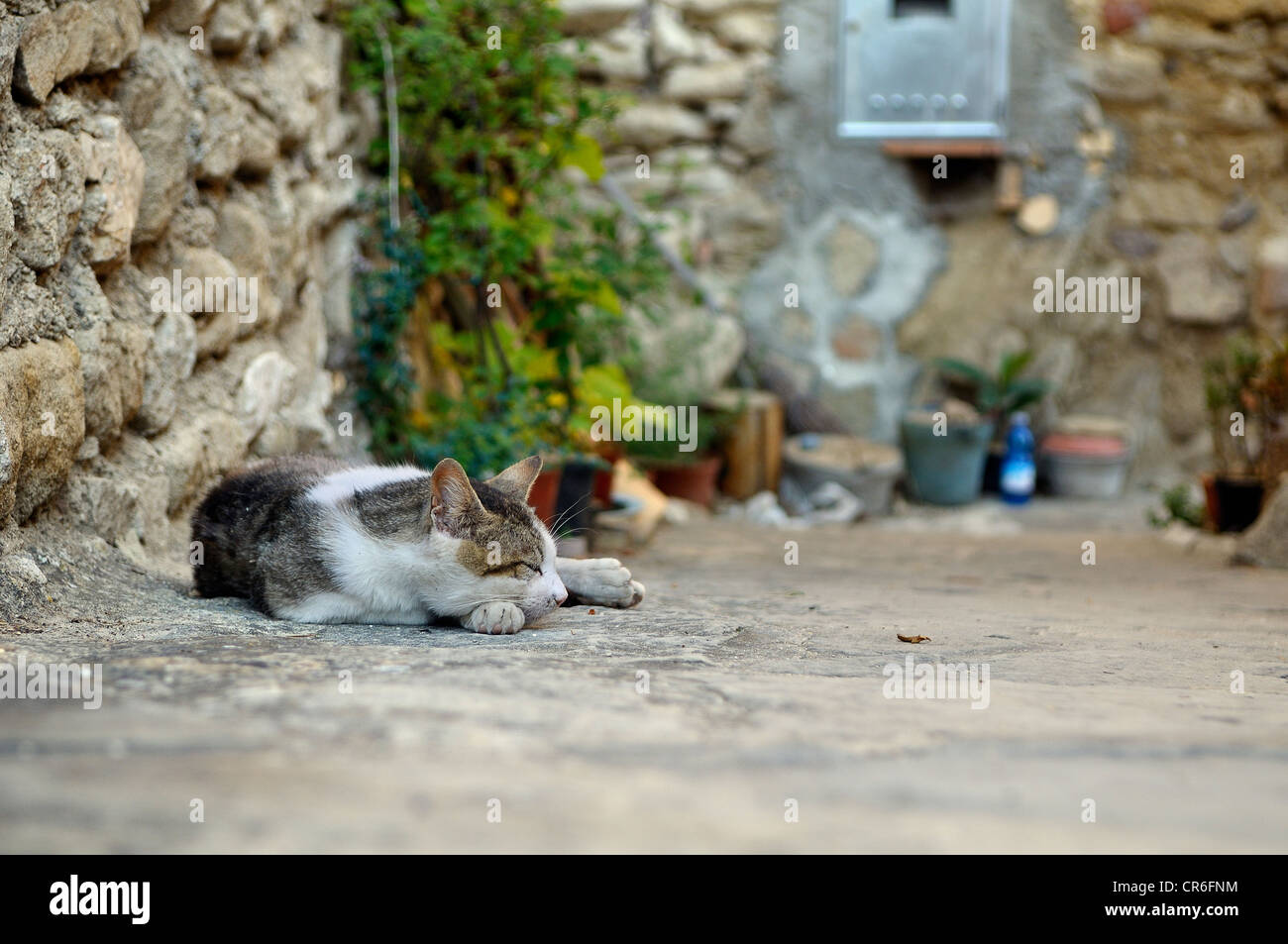 Sleeping cat, Civitella del Tronto, Abruzzes, Italie, Europe Banque D'Images