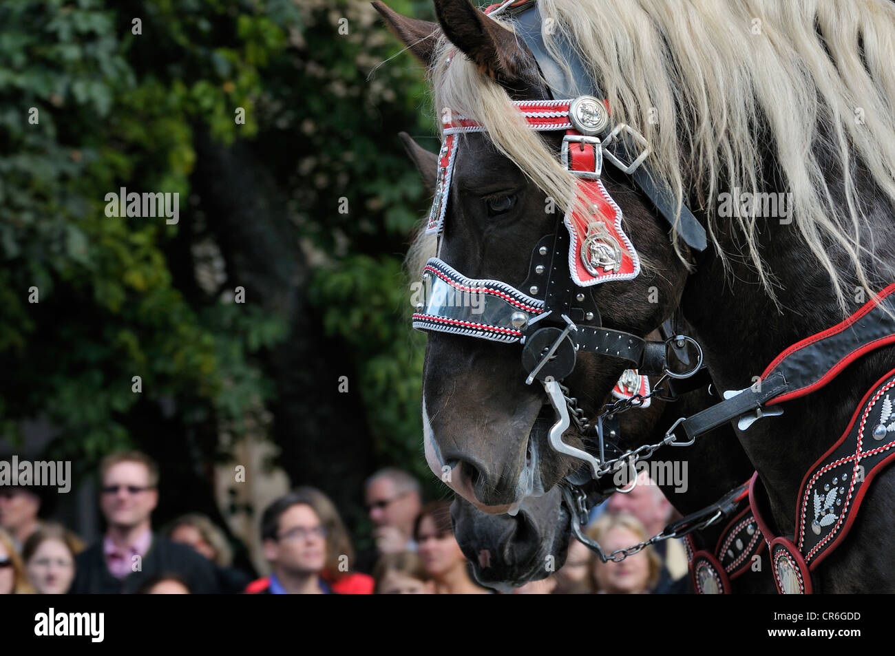 Projet de l'Allemagne du Sud, le costume traditionnel et le défilé de fusiliers, ouverture de la fête de 2010, Munich Banque D'Images