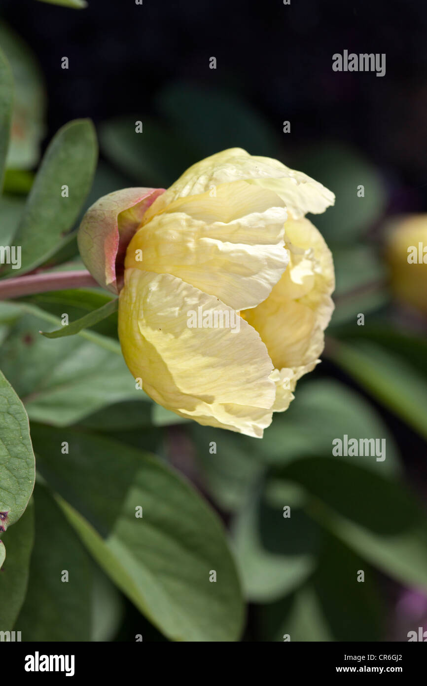 Caucasian pivoine, Svavelpion (Paeonia mlokosewitschii) Banque D'Images