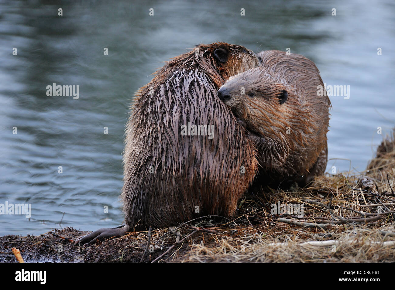Toilettage deux castors les uns les autres sur la rive de leur étang de castors. Banque D'Images