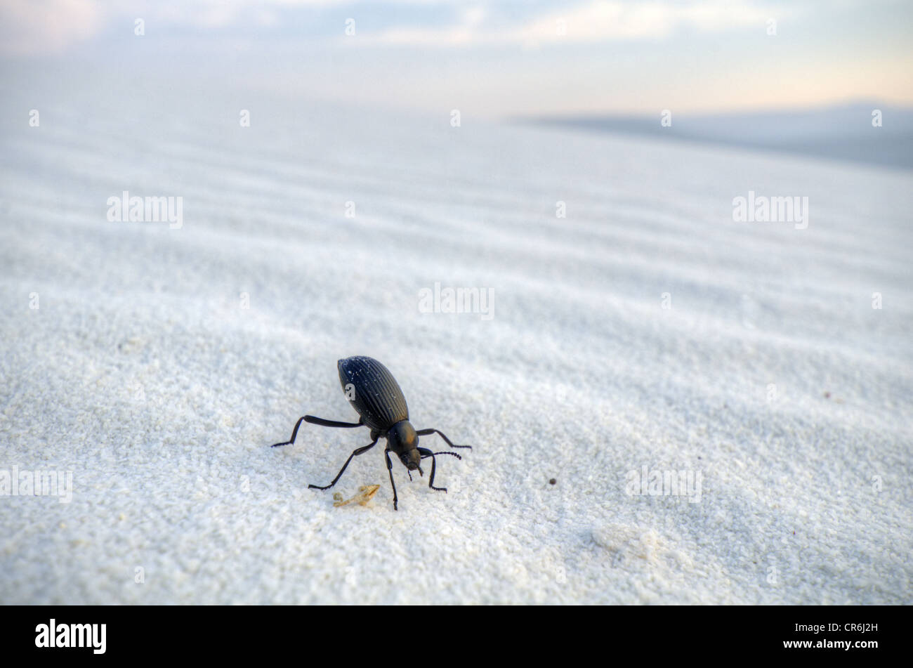 Darkling Beetle, (Eleodes sp.), sur les dunes de gysum au White Sands National Monument, Otero county, Nouveau Mexique, USA. Banque D'Images