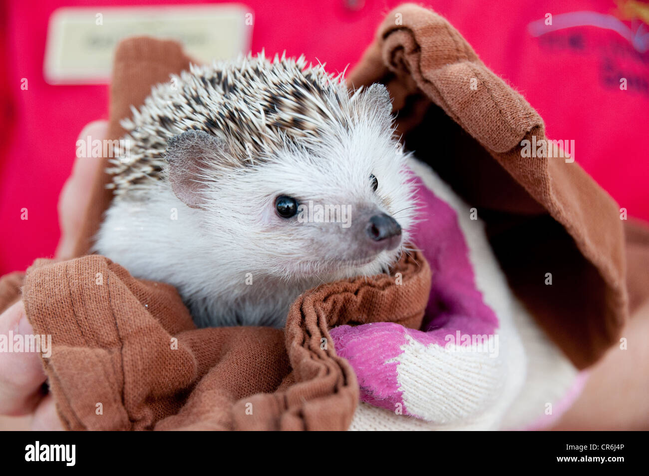 Libre de hedgehog enveloppé dans une serviette marron sur fond rouge Banque D'Images