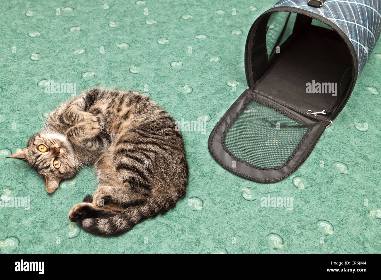 Le chat à côté de la cage de transport Banque D'Images