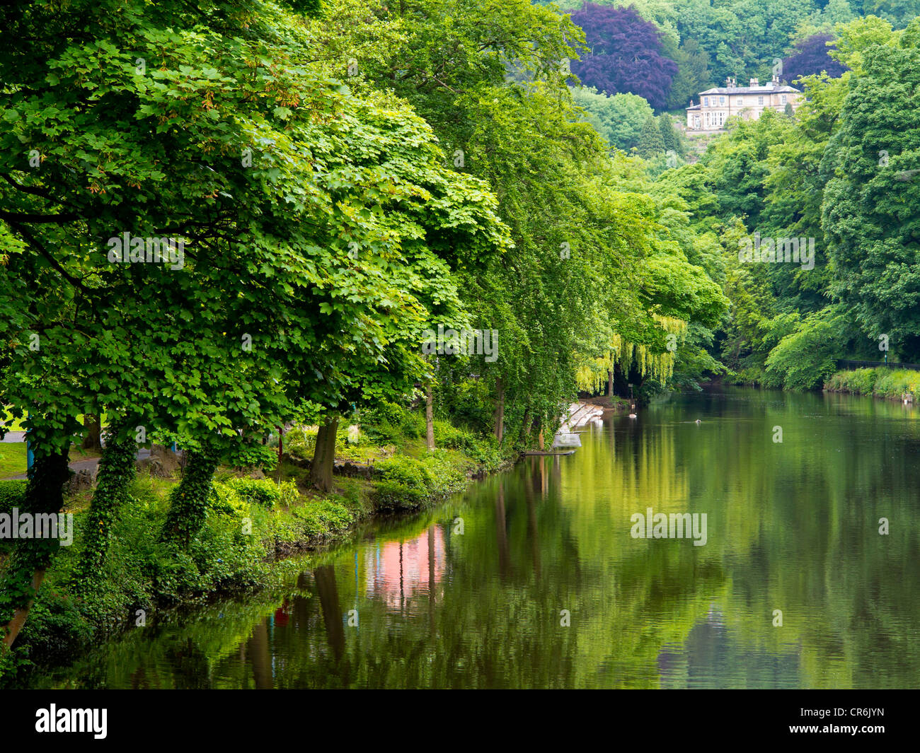 La Derwent, dans le village de Matlock Bath dans le Derbyshire Peak District England UK avec des arbres se reflétant dans l'eau Banque D'Images