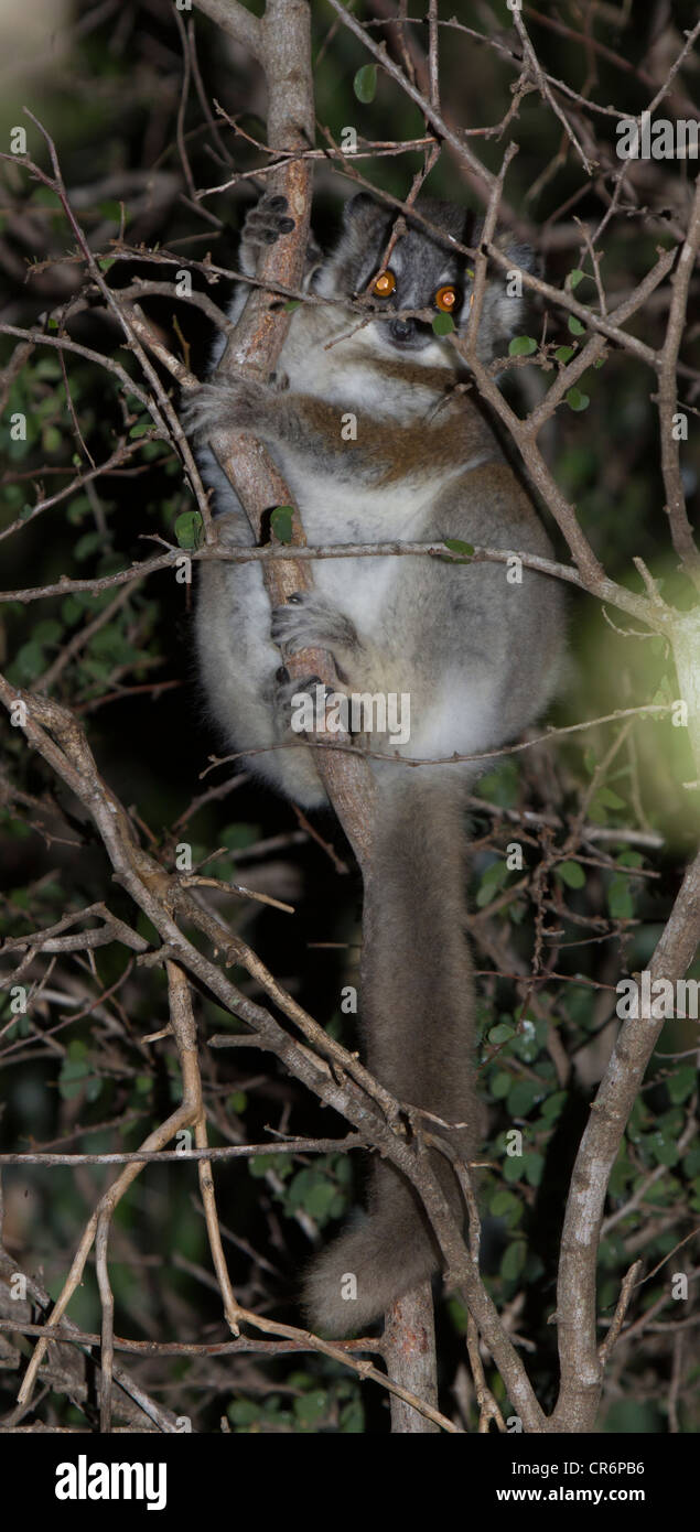 Gris souris lémurien Microcebus, Bryanston, Madagascar Banque D'Images
