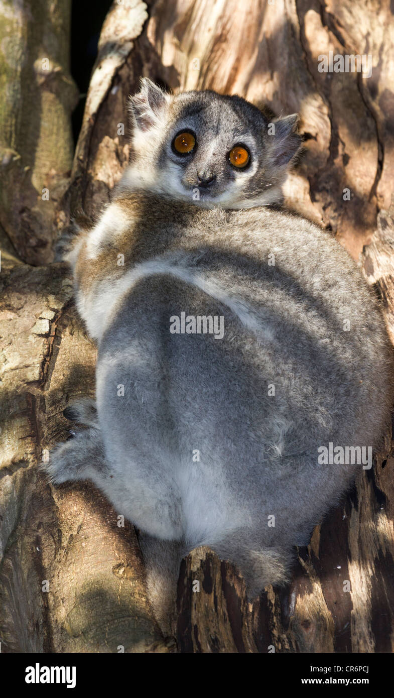 White-footed (Lepilemur leucopus), Bryanston, Madagascar Banque D'Images