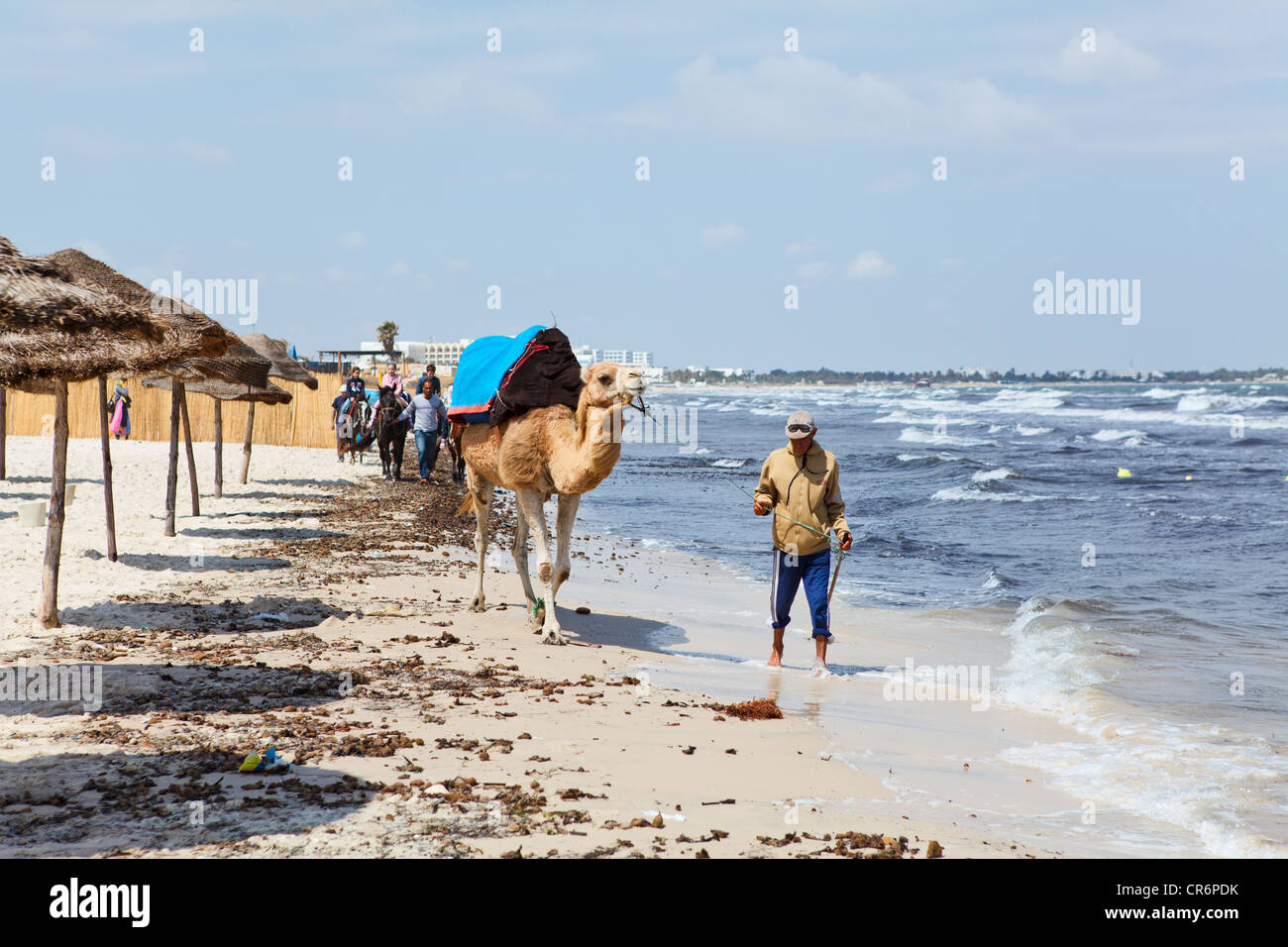 Tunisia camel beach Banque de photographies et d'images à haute résolution  - Alamy