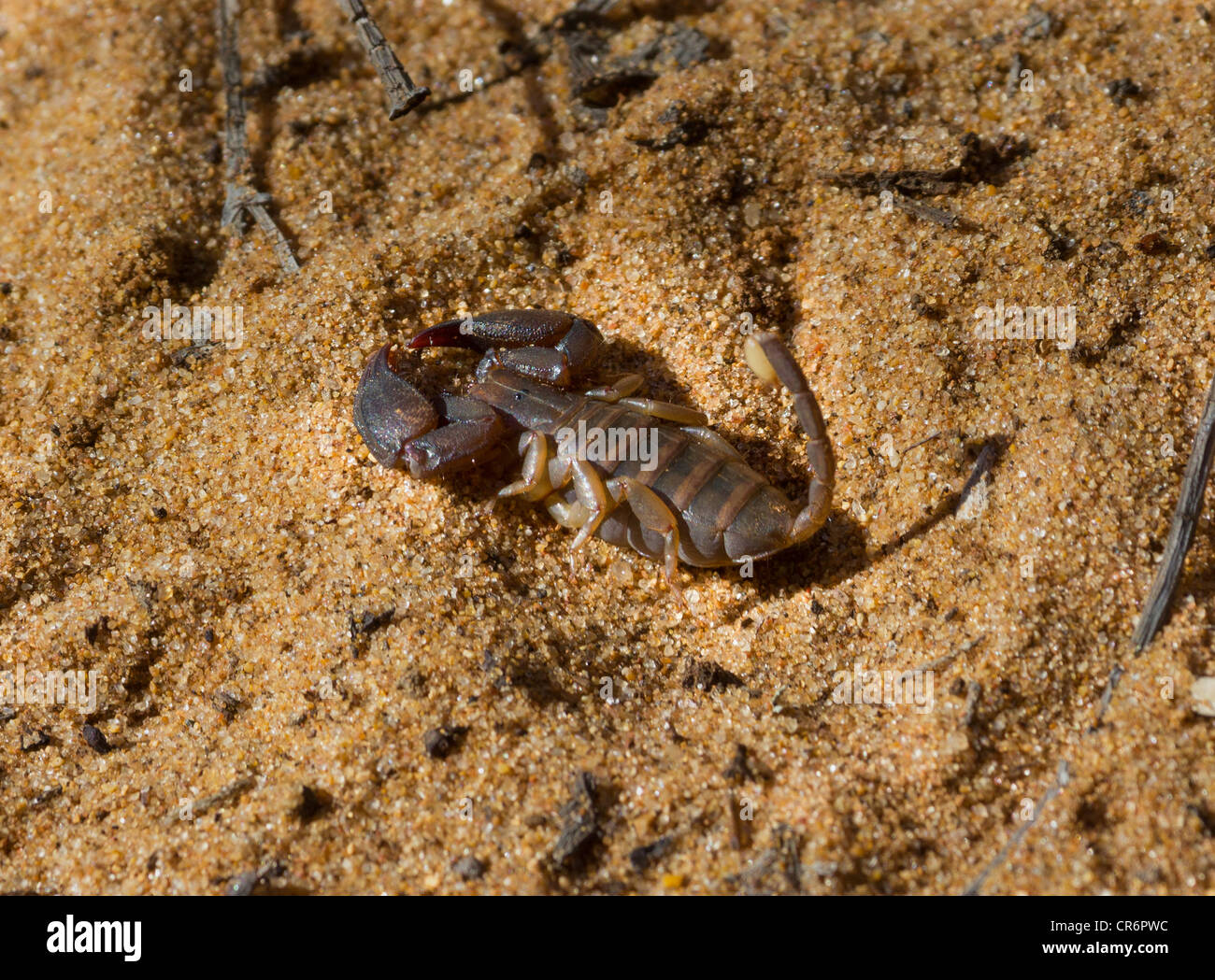 Opisthacanthus madagascariensis scorpion, Bryanston, Madagascar Banque D'Images