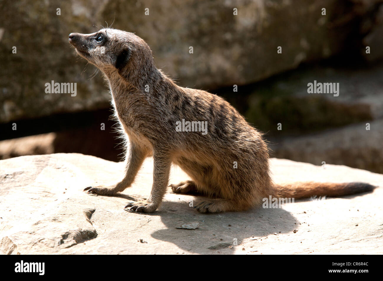Meerkat assis sur un rocher Banque D'Images