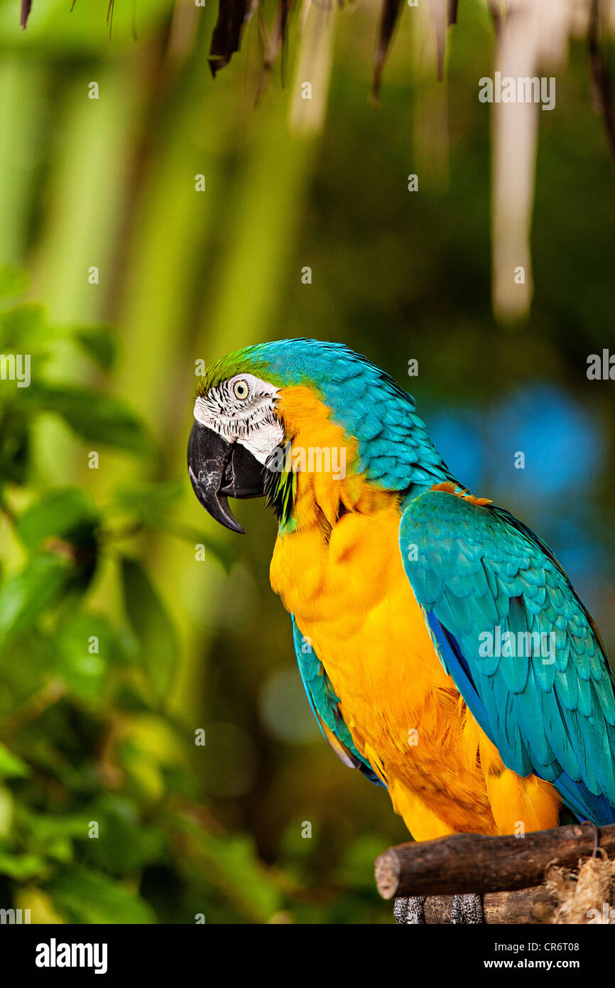 Blue and Gold Macaw au Zoo Ardastra Gardens et à Nassau, Bahamas. Banque D'Images