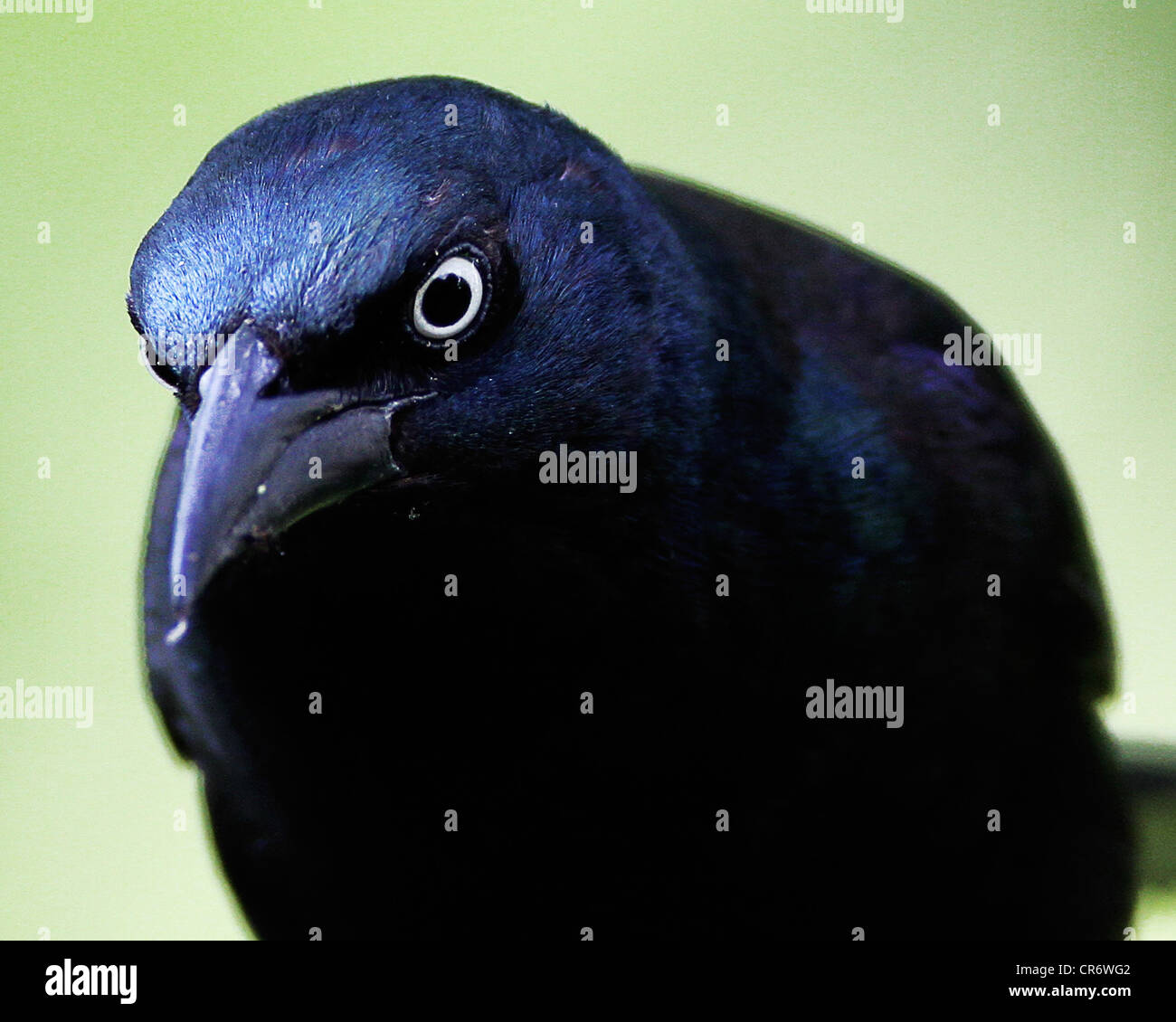 Evil Eye Banque D'Images