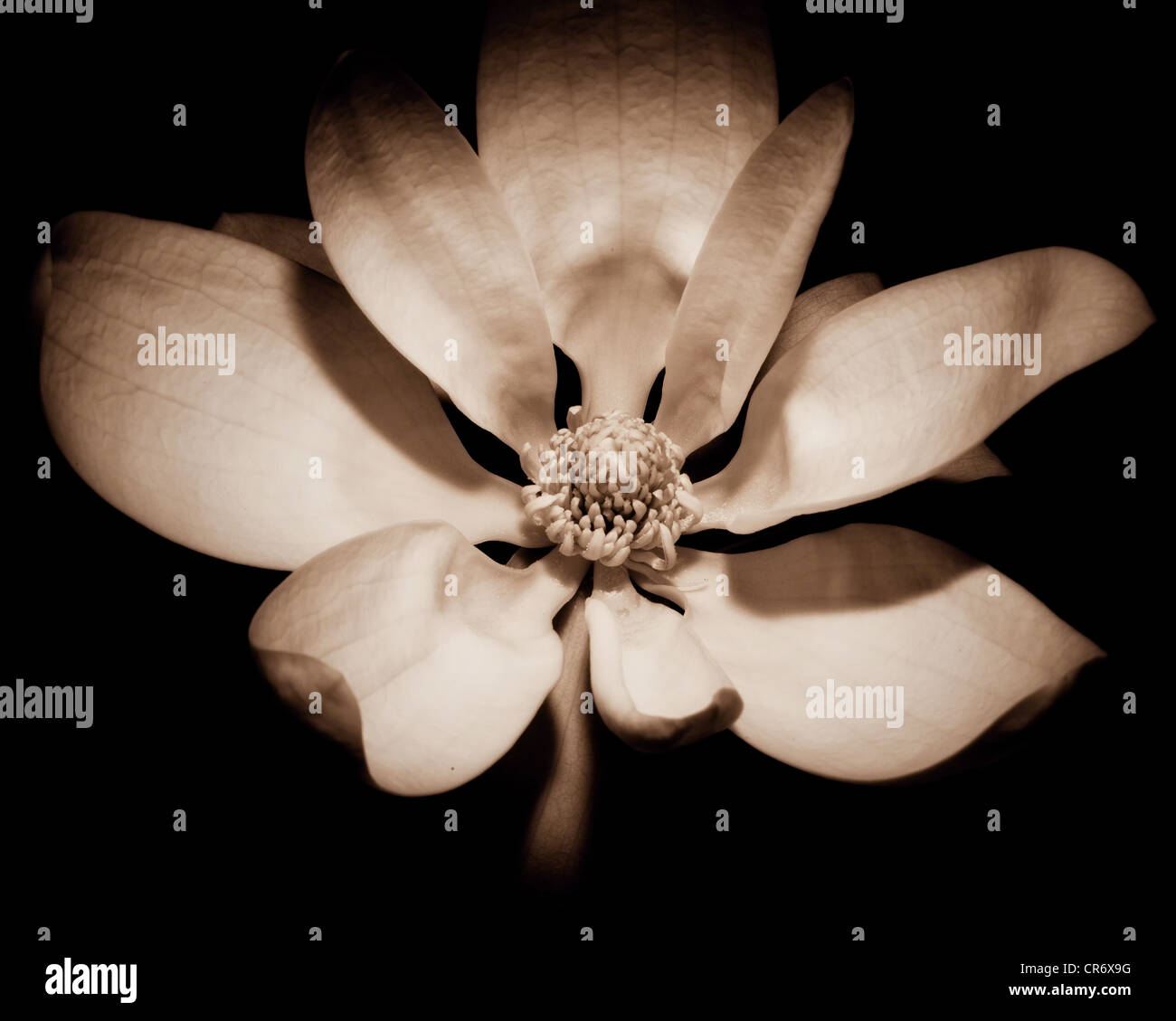 Vue rapprochée d'une fleur de Magnolia officinalis sur fond noir en sépia. Banque D'Images