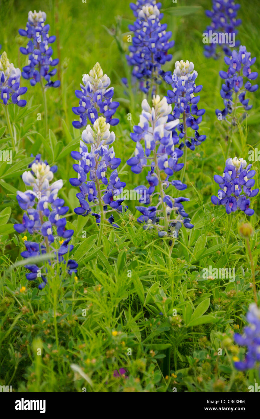 En fleurs Bluebonnet Hill Country, Texas, États-Unis Banque D'Images