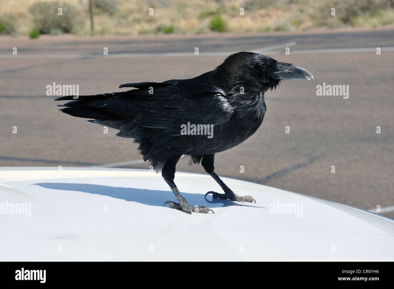 Corbeau noir sur le dessus de la voiture, Grand Canyon, Arizona, USA Banque D'Images