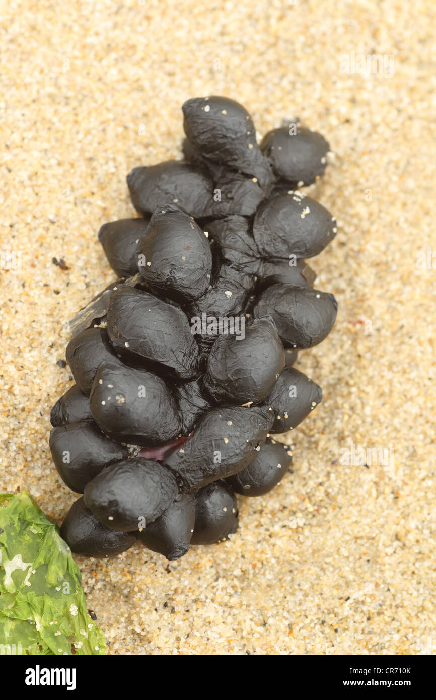 Oeufs de seiche commune, mer raisin, Sepia officinalis, rejetées sur rivage plage Studland, Dorset, juin . Banque D'Images