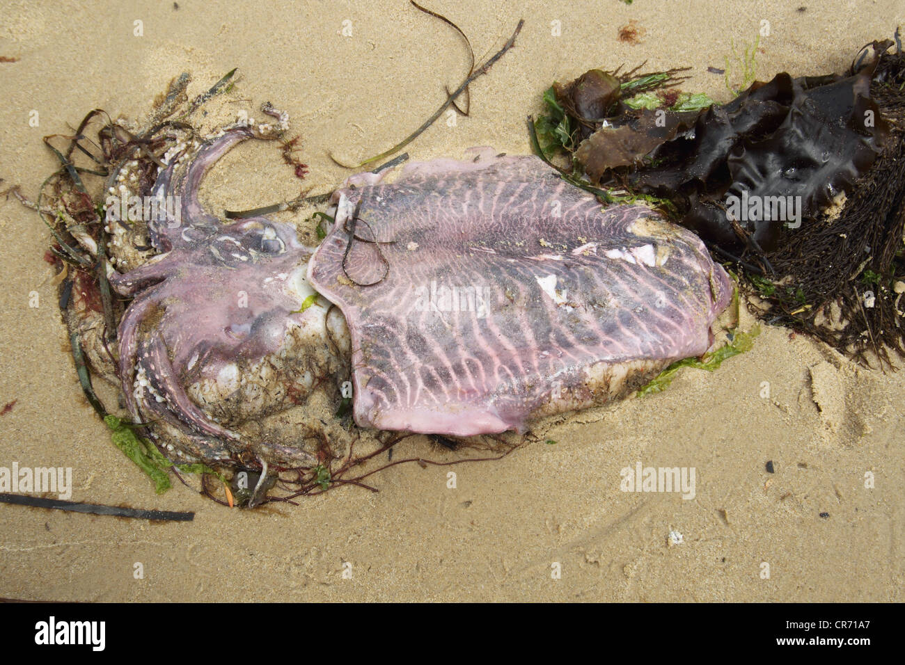 La Seiche , morts échoués sur rivage plage Studland après la reproduction, Dorset, juin. Banque D'Images