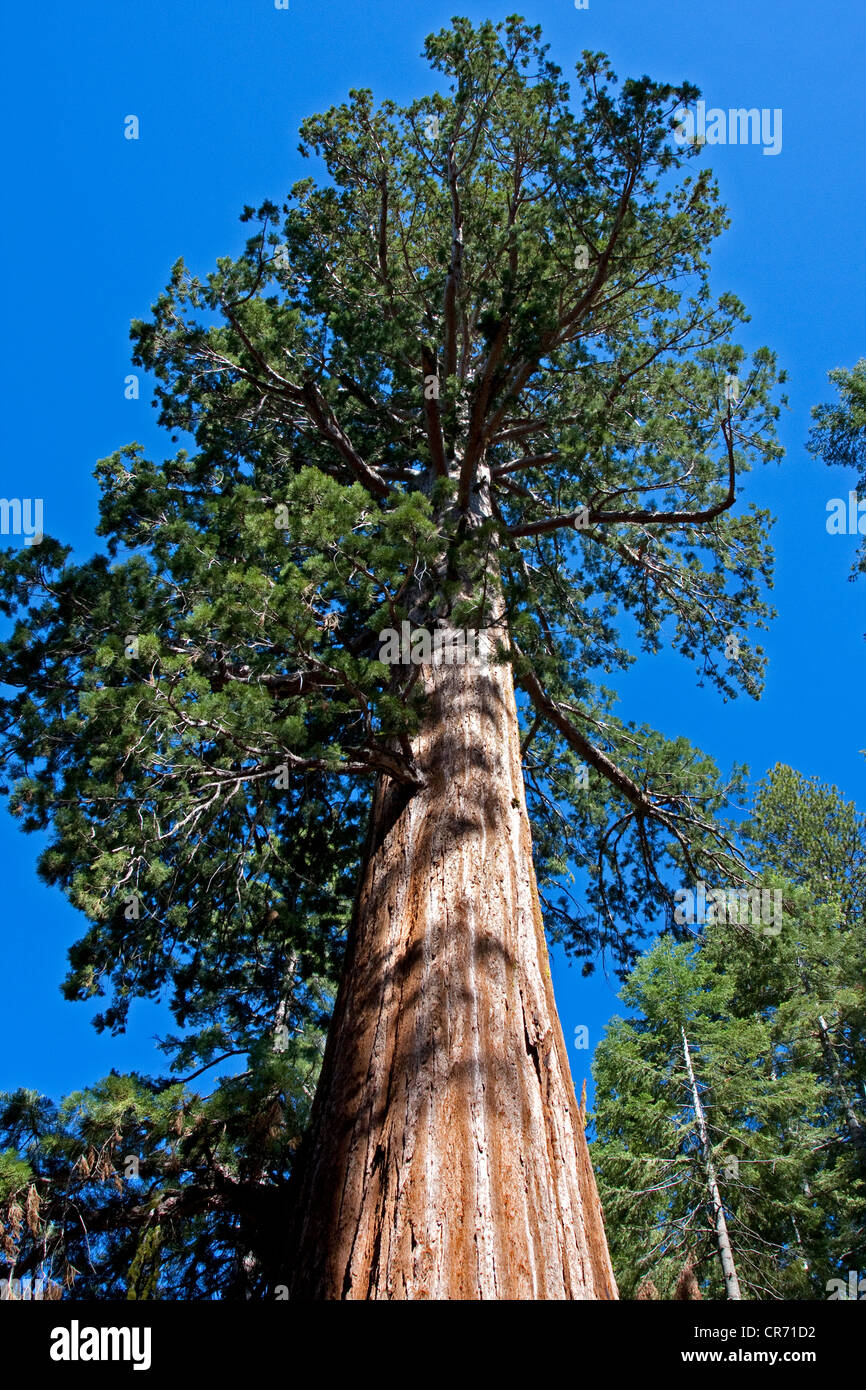 Le Séquoia géant (Sequoiadendron giganteum) bois rouge à Mariposa Grove, près de la Californie, USA, Wawona en Juin Banque D'Images