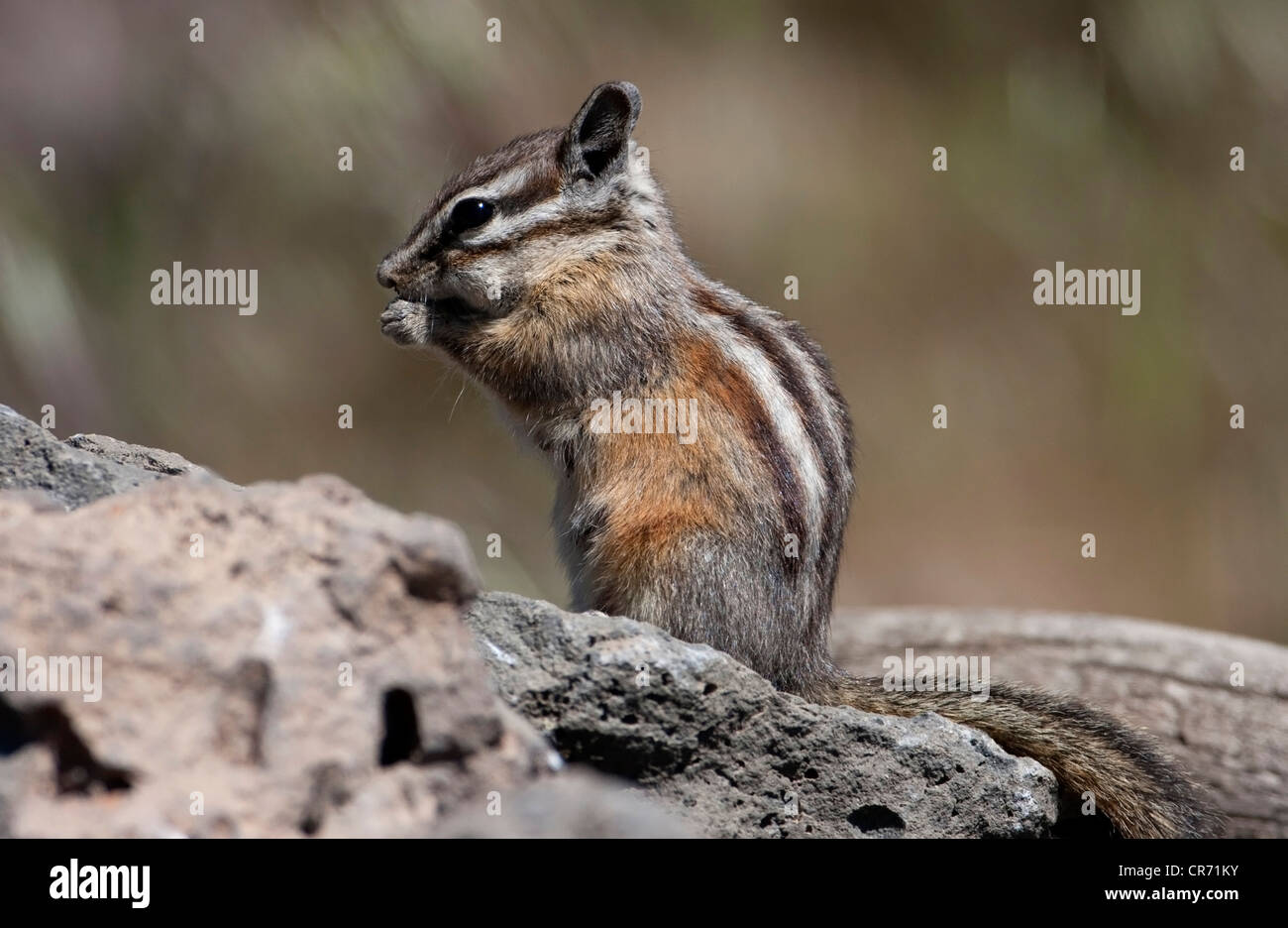 Le tamia mineur (Neotamias minimus) sur ses pattes de nourrir de Cabin Lake, Oregon, USA en Juin Banque D'Images