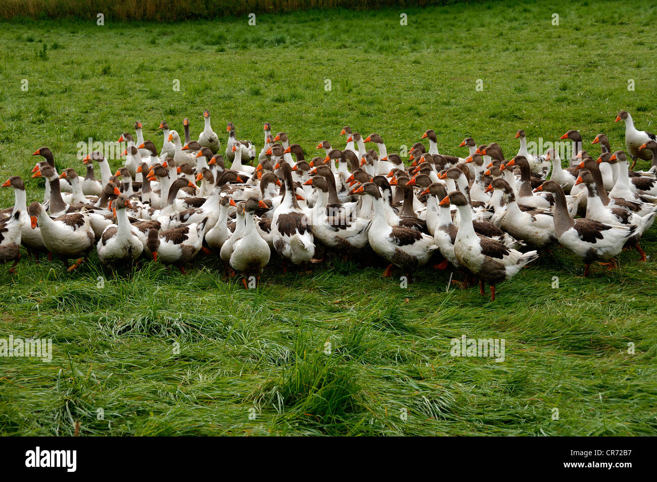 L'oie de Poméranie sur la prairie d'une ferme biologique, Othenstorf, Mecklembourg-Poméranie-Occidentale, Allemagne, Europe Banque D'Images